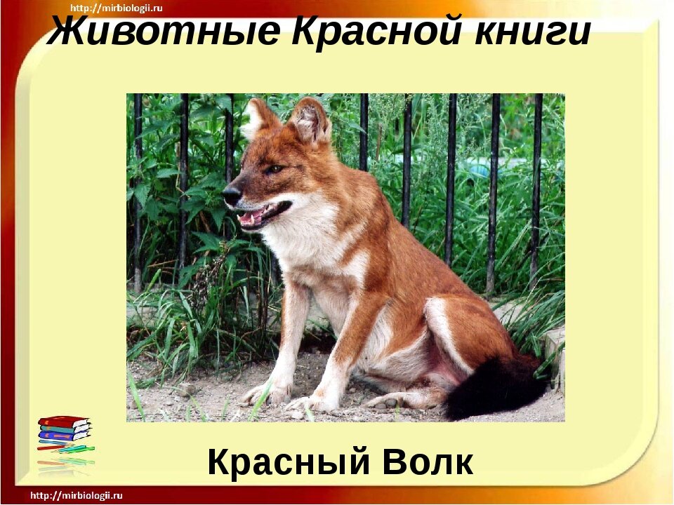 Красная книга картинки про животных