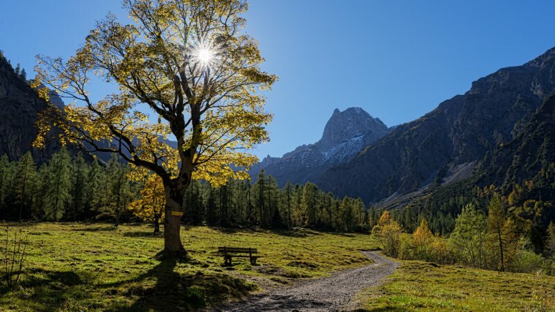горы с деревьями фото