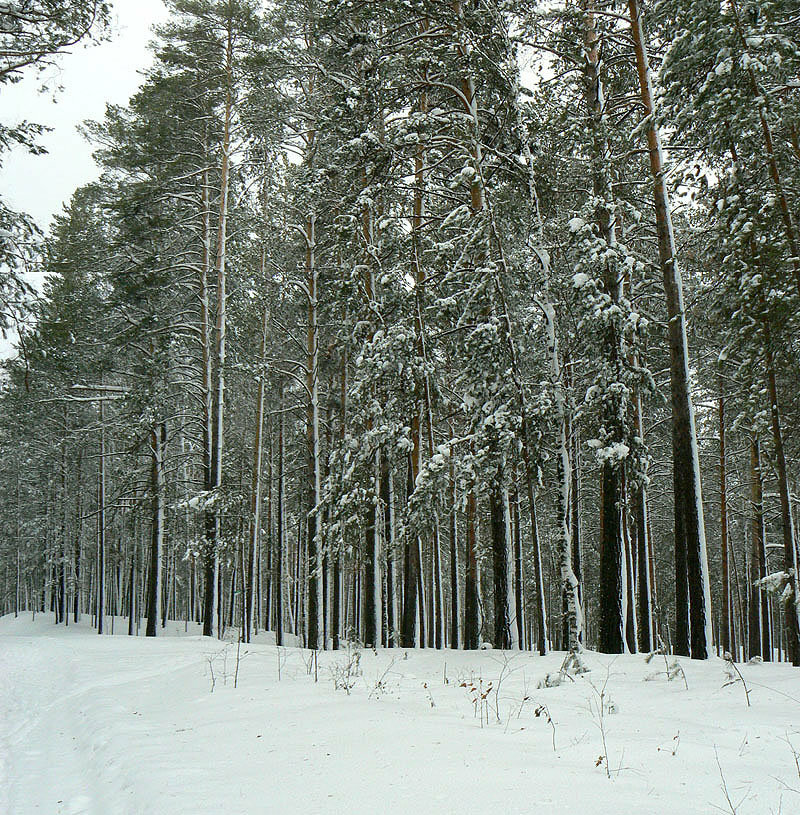 зима сибирский лес фото