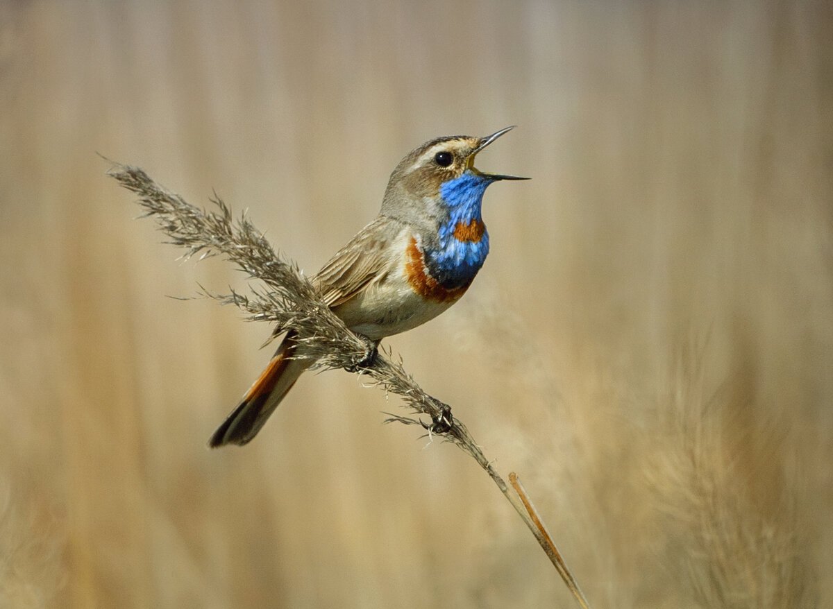 Птицы саратовской области картинки