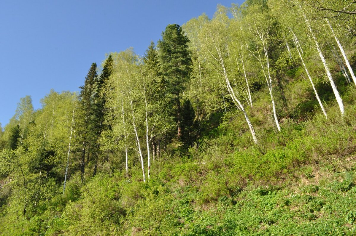 тайга картинки фото