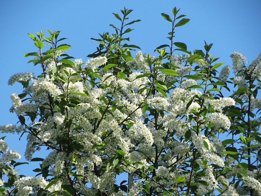 Черемуха – листопадное дерево или кустарник с неповторимым запахом и красивым цветением.