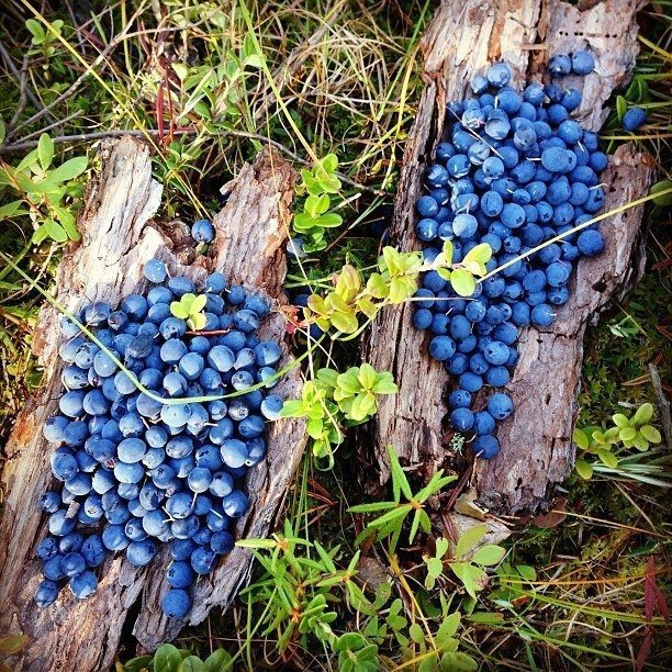 vitis amurensis виноград амурский фото