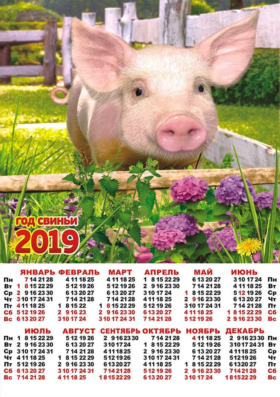 2019 год свиньи фото