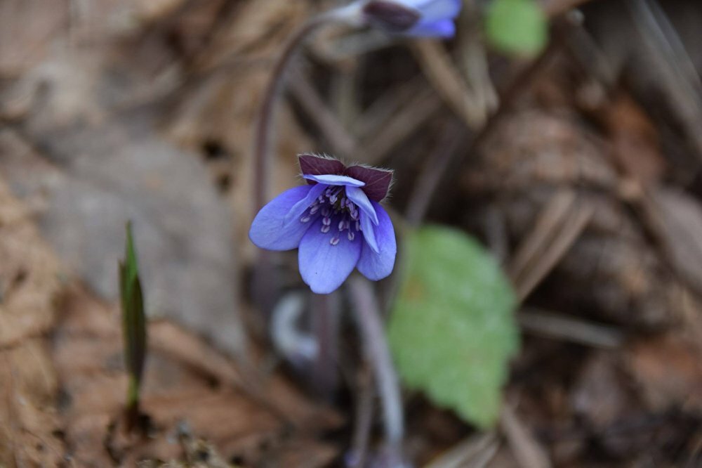 печеночница hepatica nobilis фото