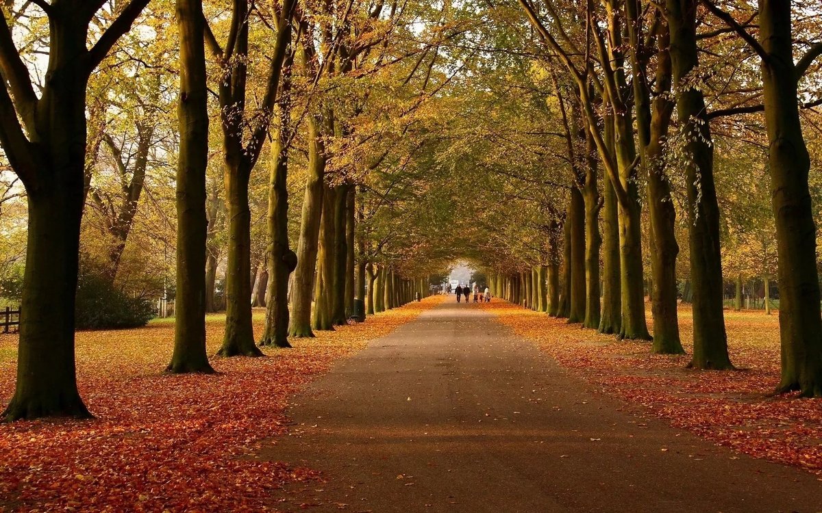 дворцовый парк аллея фото