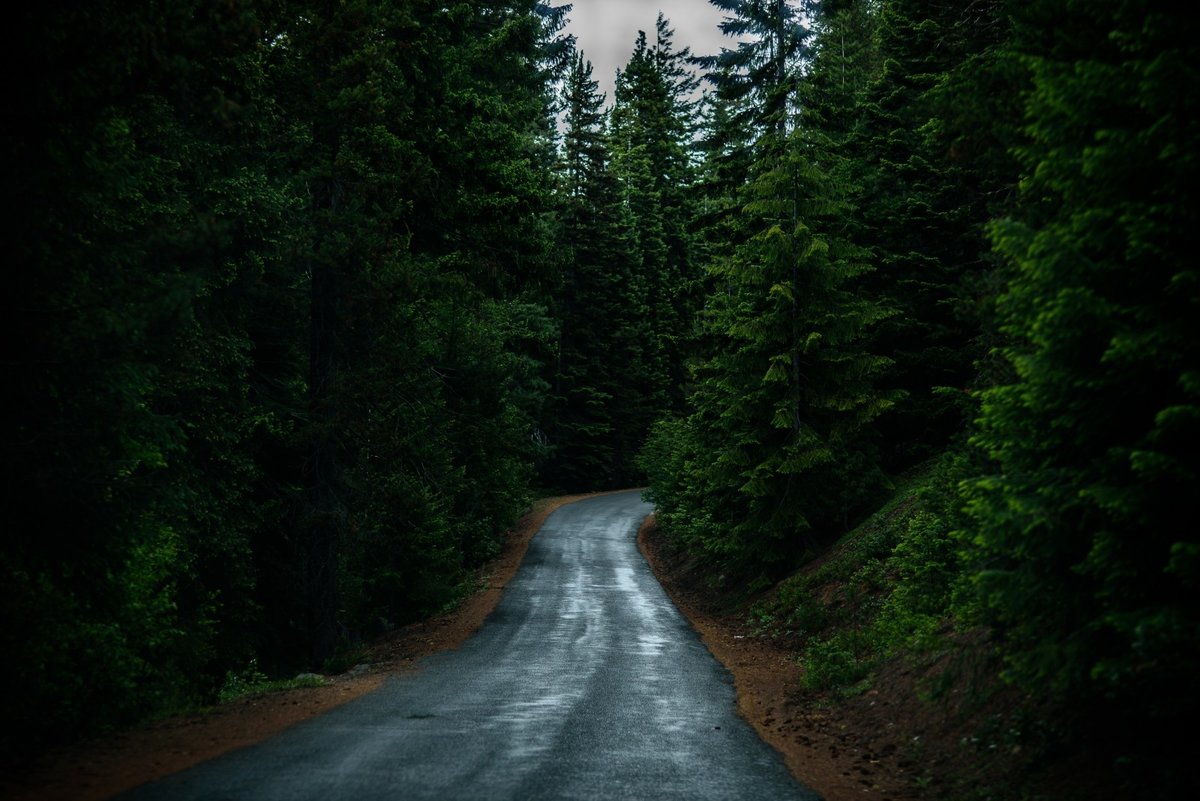 лес дорога фото