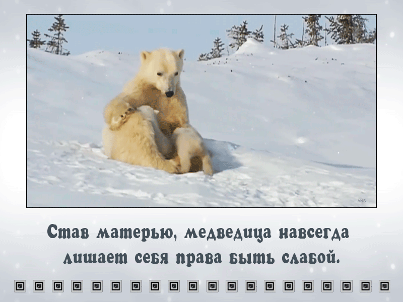 Белая медведица - Зимние картинки