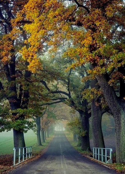 осень аллея парк фото