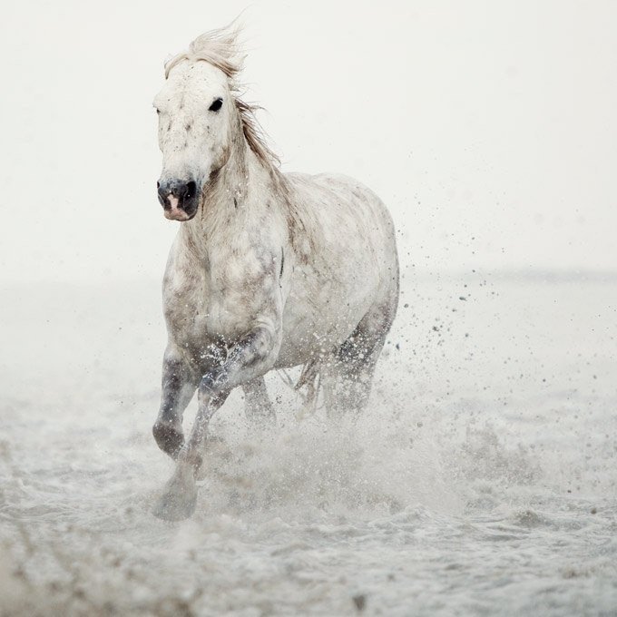 Белый конь бежит по кромке воды.
