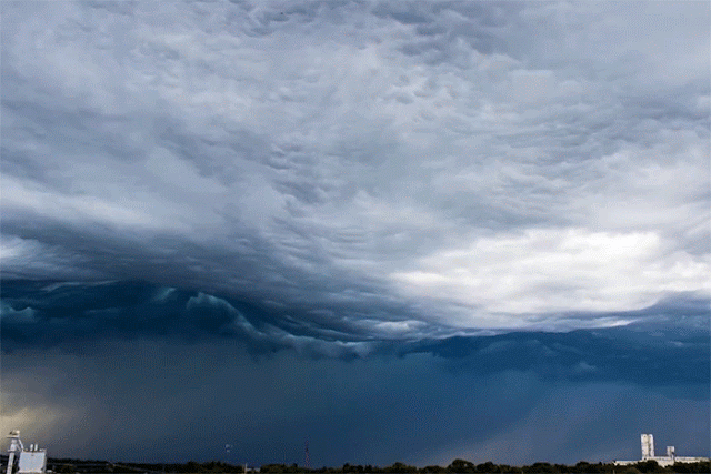 undulatus asperatus фото