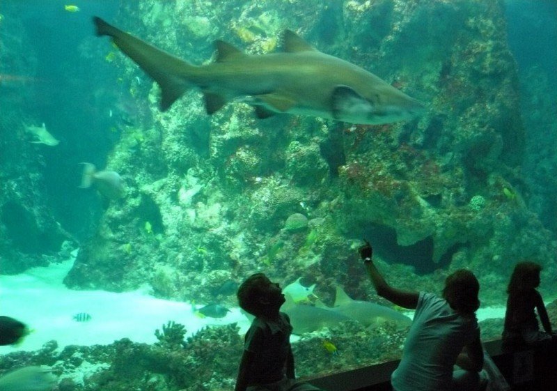 океанариум бангкока siam ocean world фото