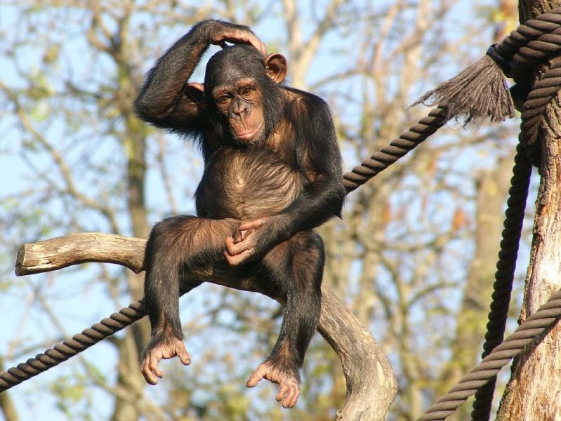 ���� ������� �������� ��� ������, ���� �������� �������