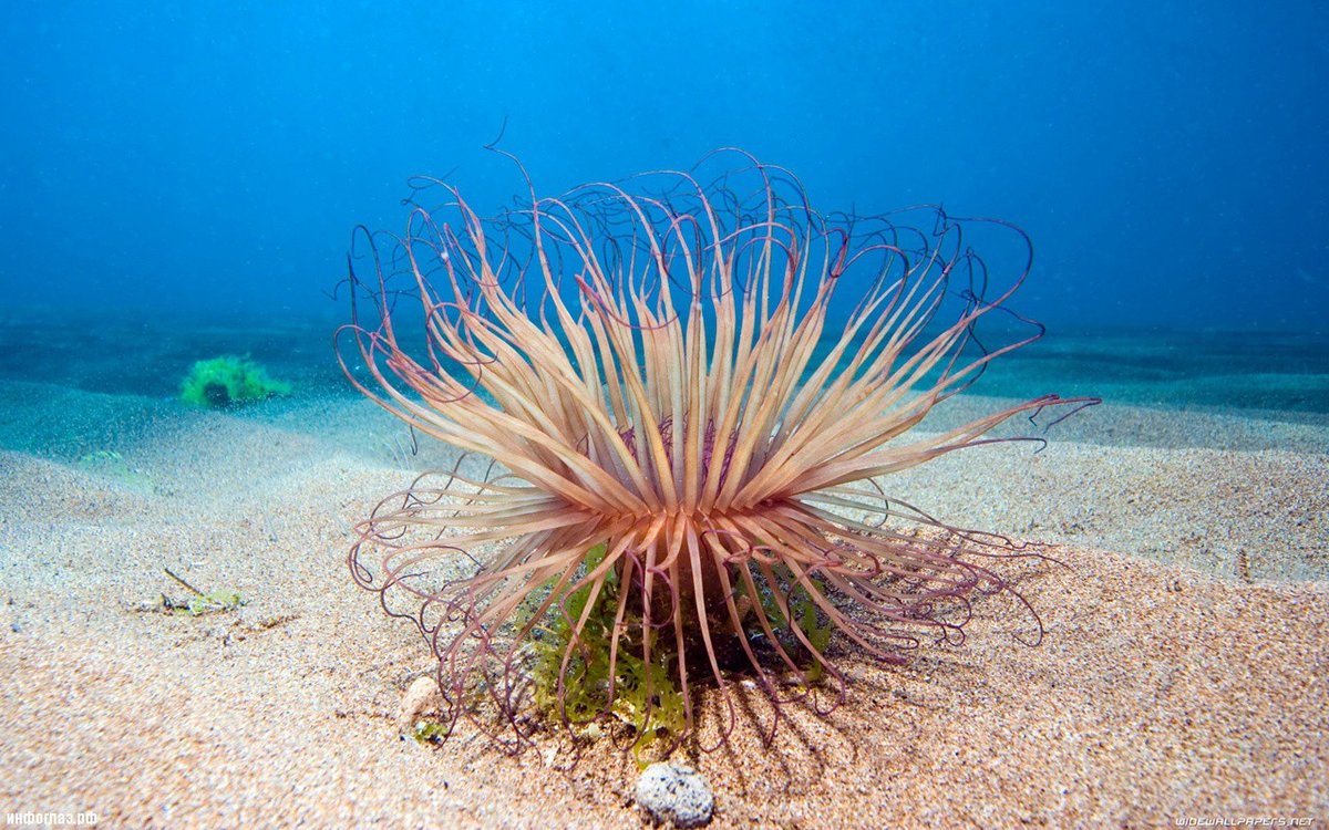 морская актиния фото