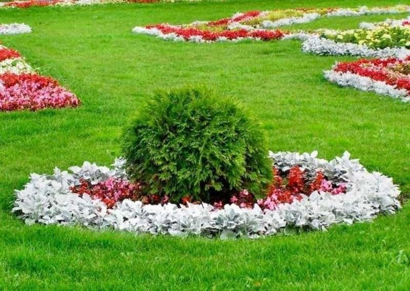 клумба цветник фото