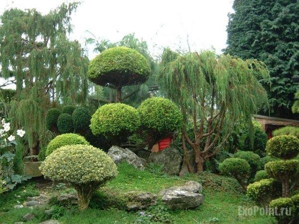 самшит ниваки фото