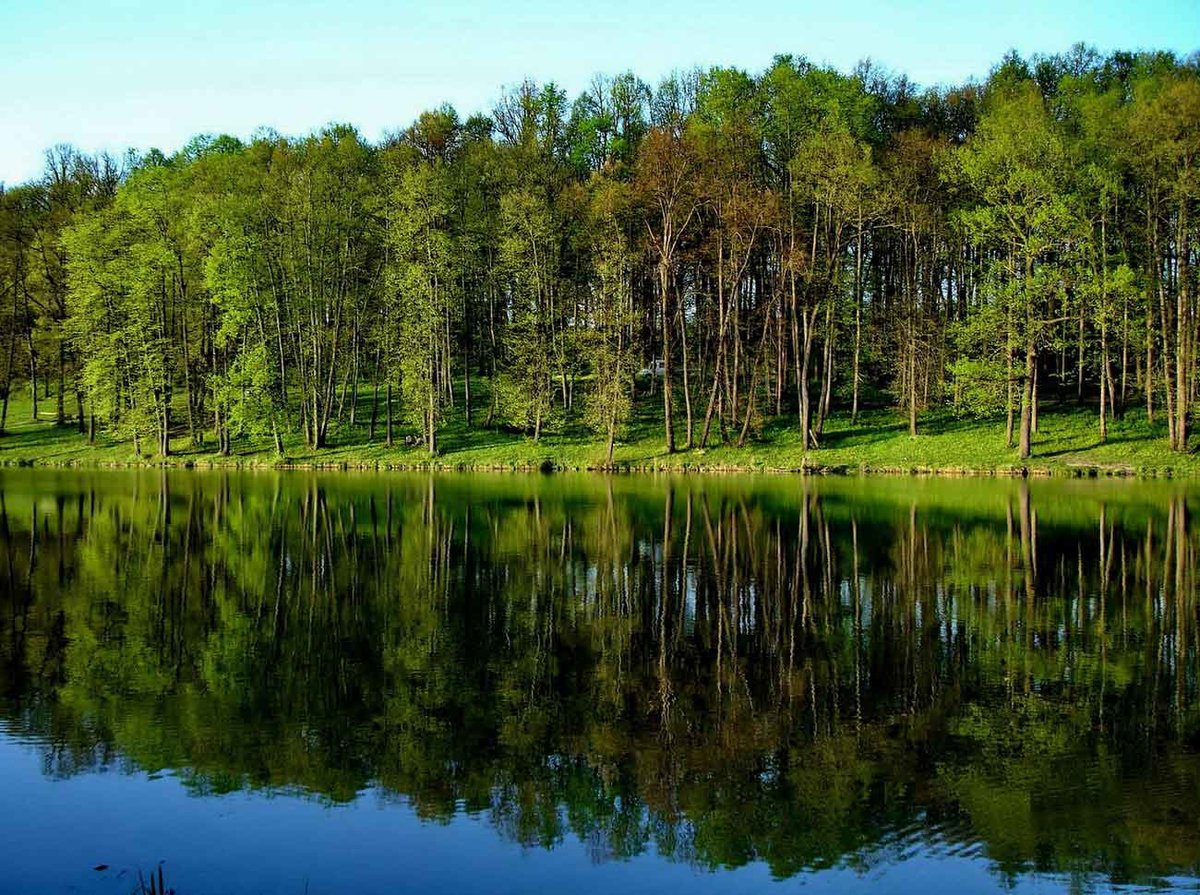 мещерский лес парк фото