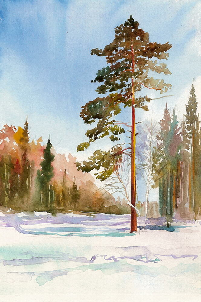 сосна гуашью фото