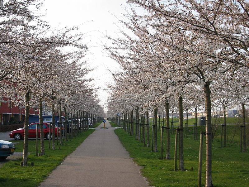 вишня птичья плена prunus avium plena фото