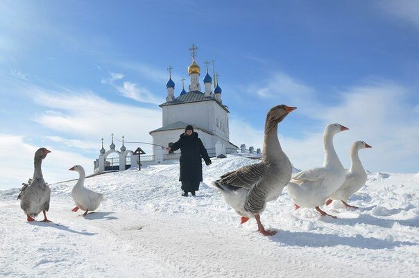 гуси зимой картинки фото
