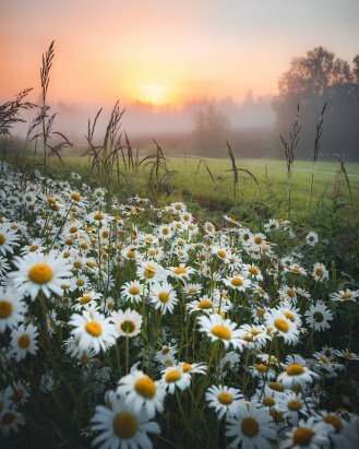 поле с ромашками фото