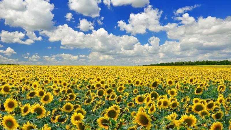 поле с подсолнухами фото