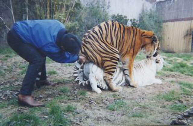 Tiger cock — photo 2