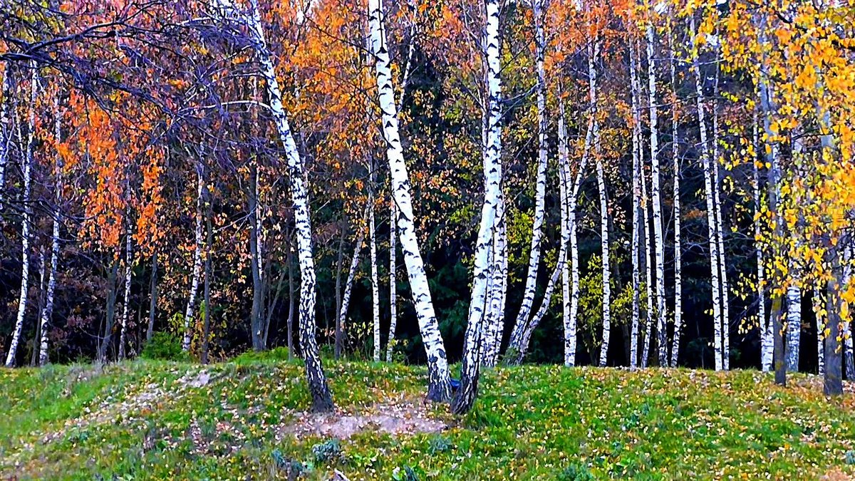 березовая роща осенью фото