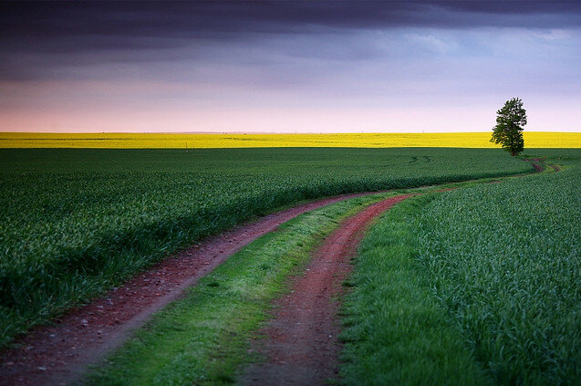 поле дорога фото
