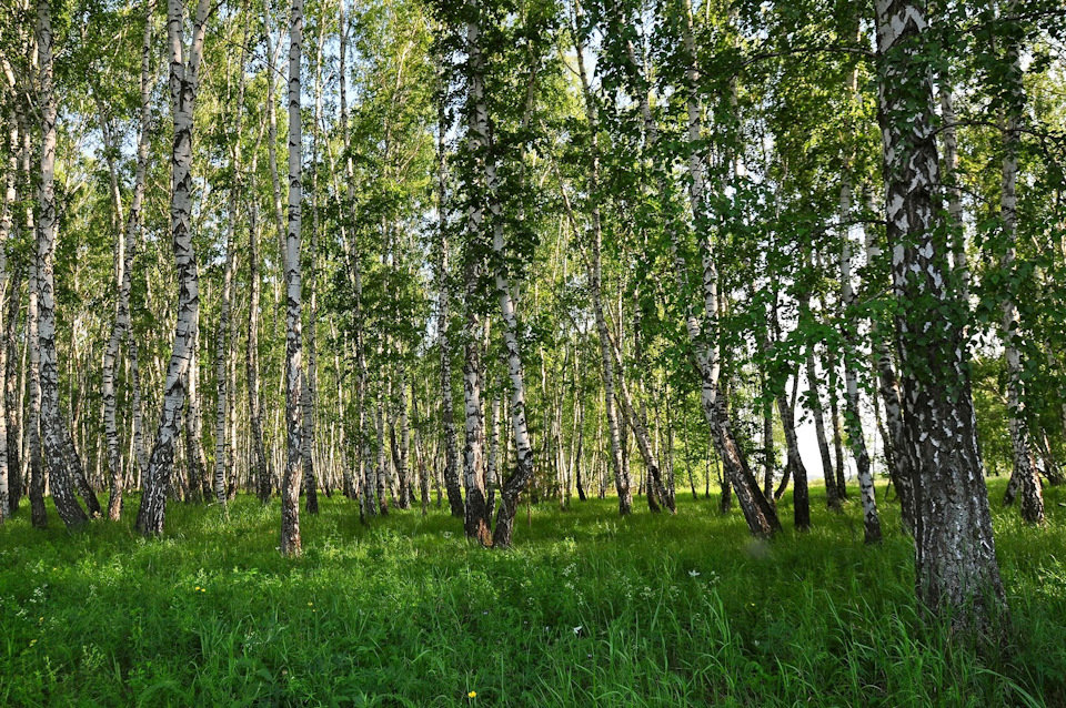берёзовая роща фото