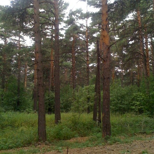 в сосновом бору фото