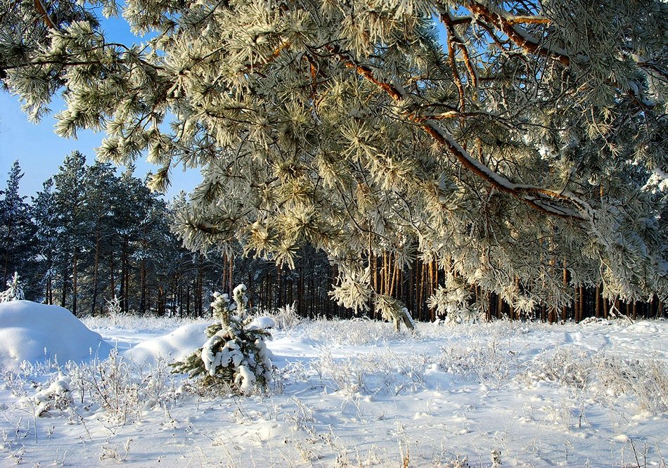 в зимнем лесу фото