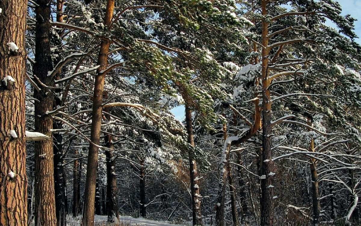 сосновый бор солотча фото