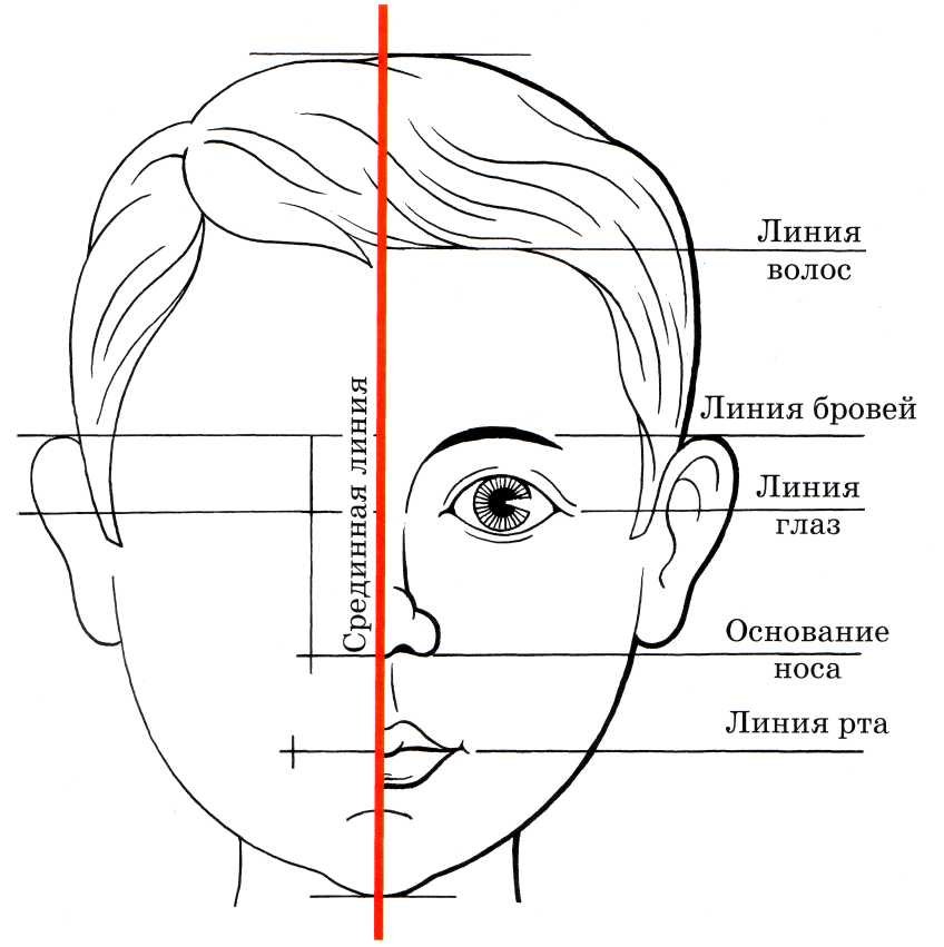 пропорции лица фото