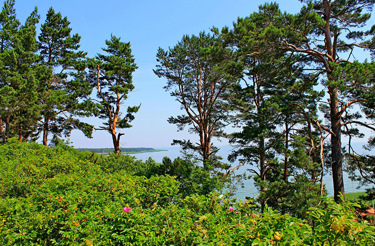 сосны фото высокого разрешения фото