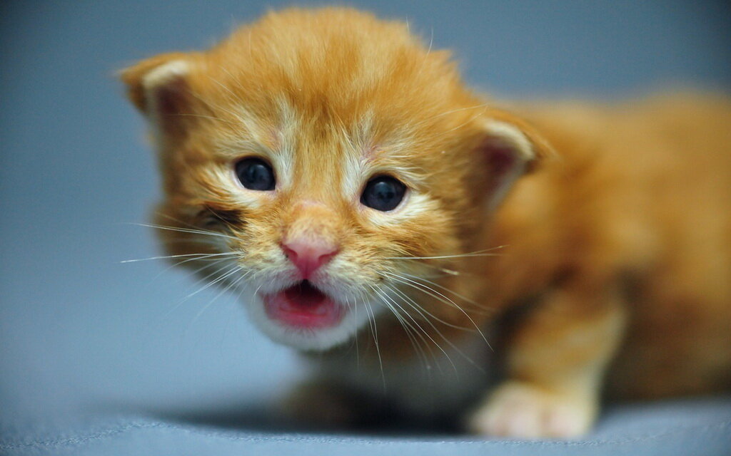 �������� ���, �������� ������� ��� ��������� �����