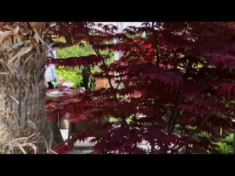 клён канадский краснолистный фото