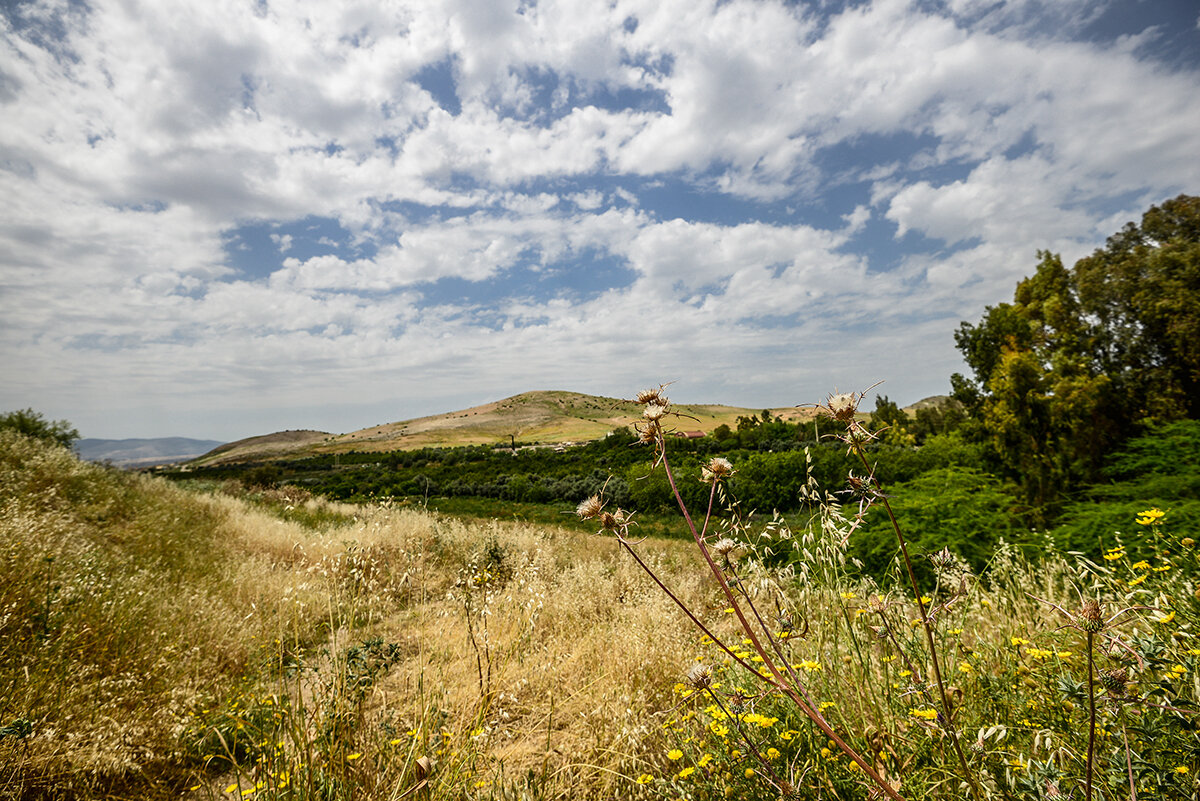 дикий луг фото