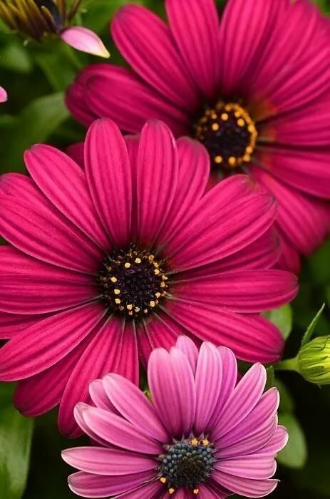 osteospermum akila purple фото