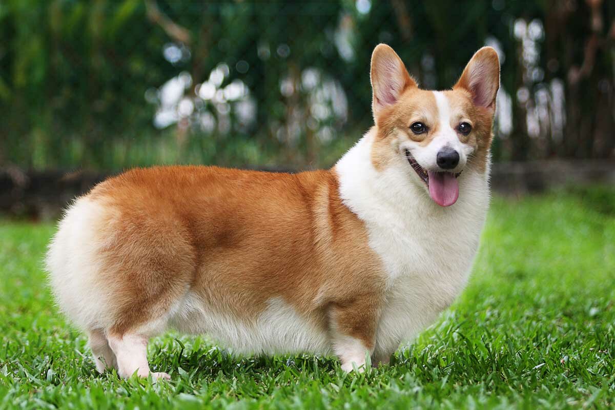 calista corgi