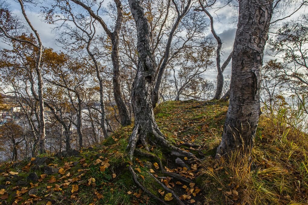 береза эрмана каменная betula ermanii фото