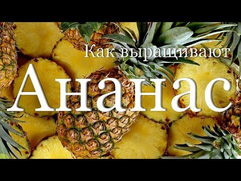 ананас фото