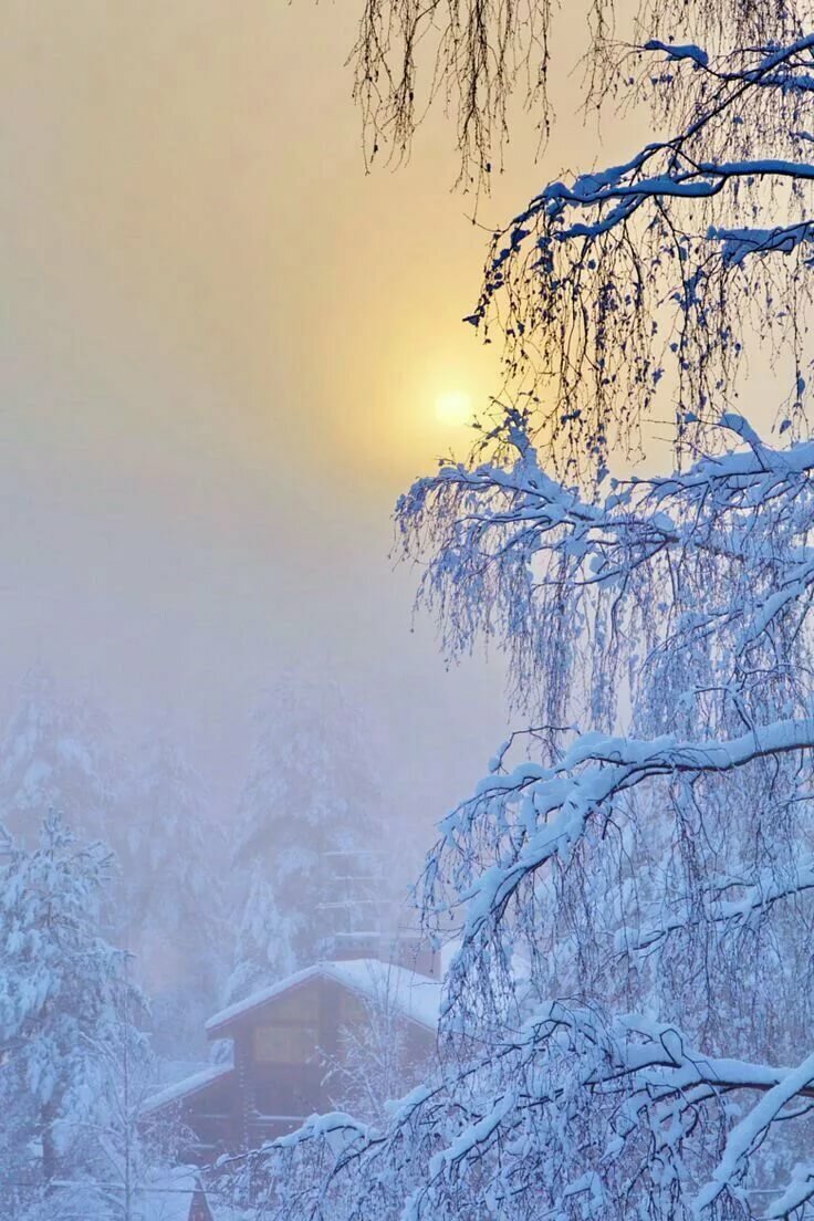 красивый зимний лес фото