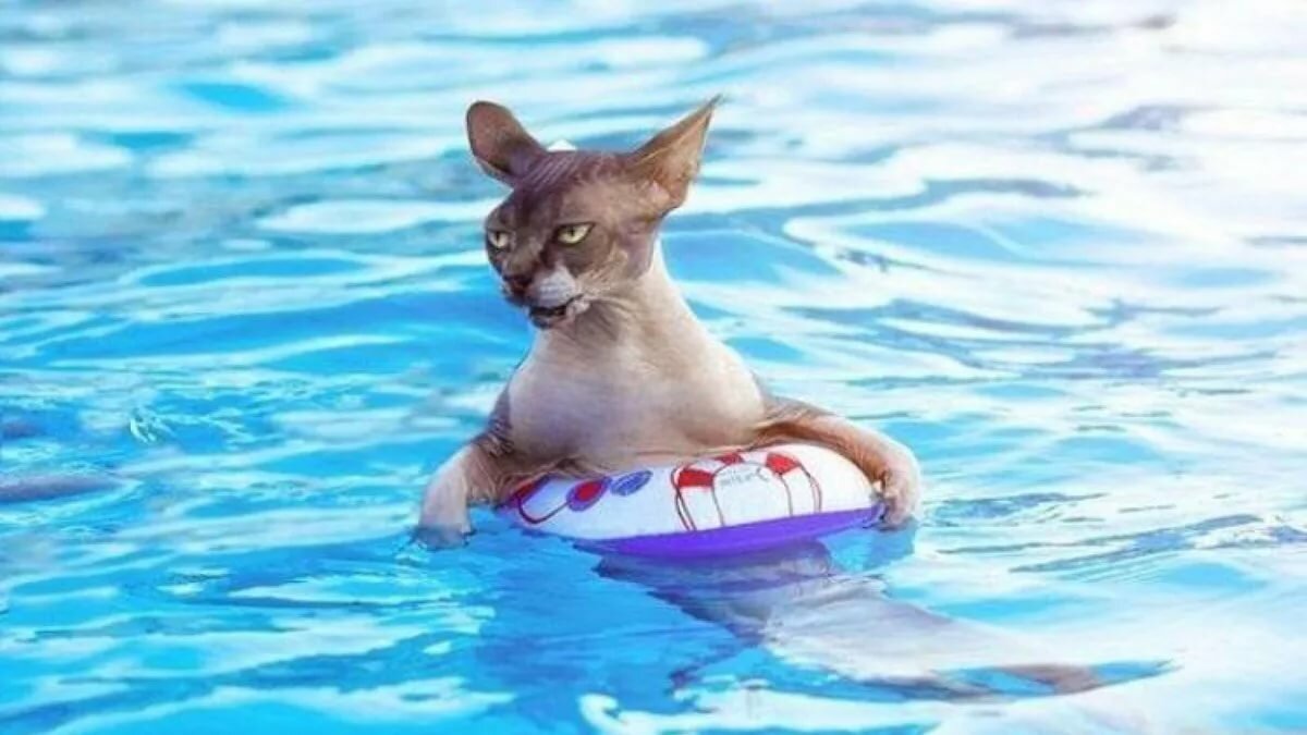 �������� ���������� ��� ����, �������