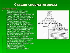 стадии сперматогенеза фото