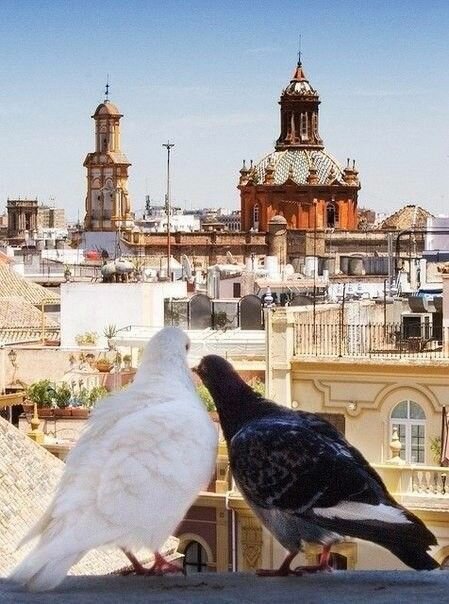 голуби целуются на крыше фото