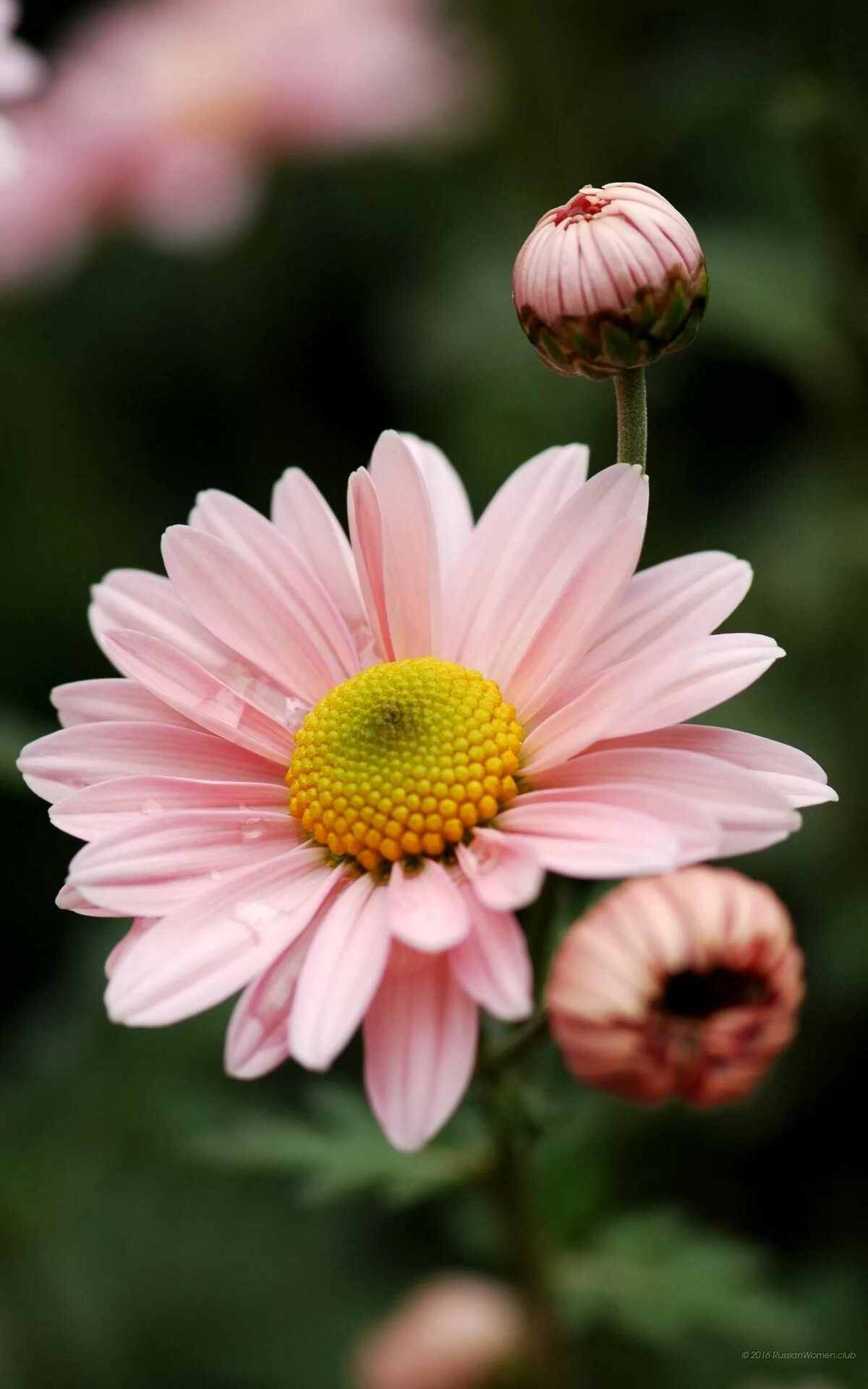 ������������ �������� �����