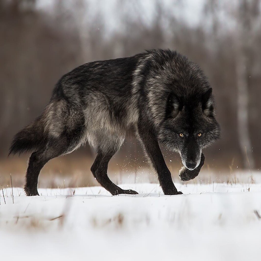 �������� � ������� � ��������� ��� ����� �� ������� ����� 2016, �������� ��������