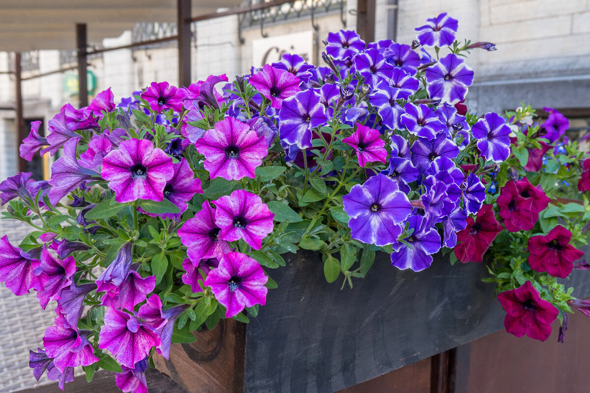 петуния petunia surfinia hot pink фото