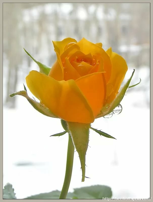 ���������� ������������� �������� � ���������